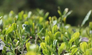 �����߽���԰,�����ɲ���ʱ��